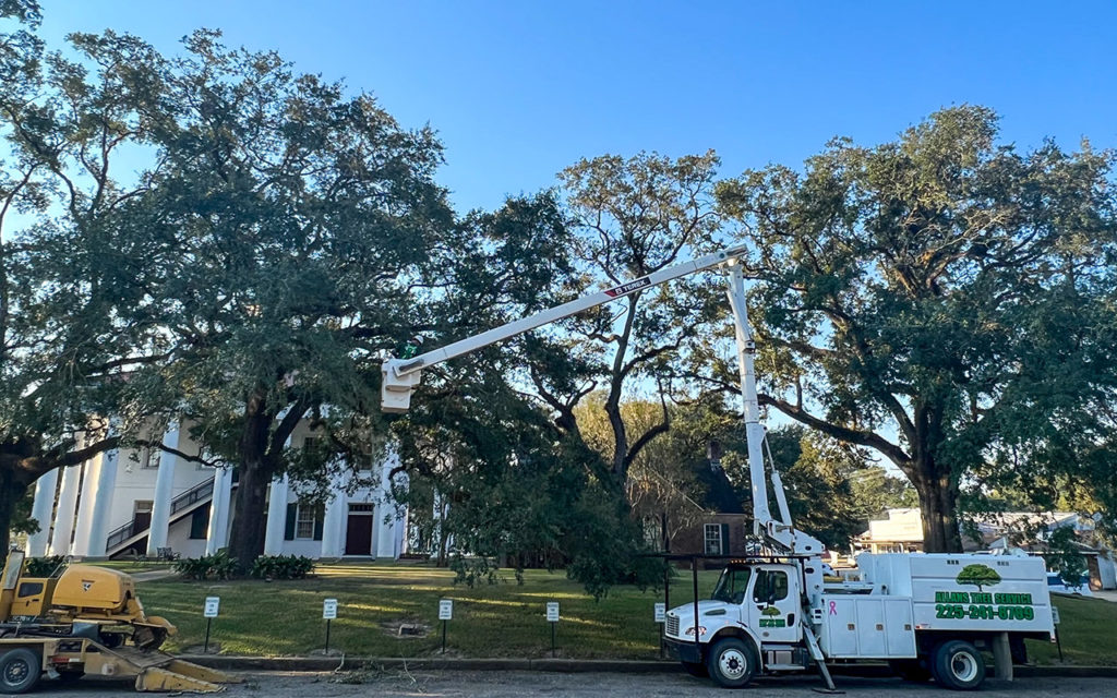 An image of a worker in a bucket truck lift trimming Live Oak limbs around the Clinton Louisiana court house.