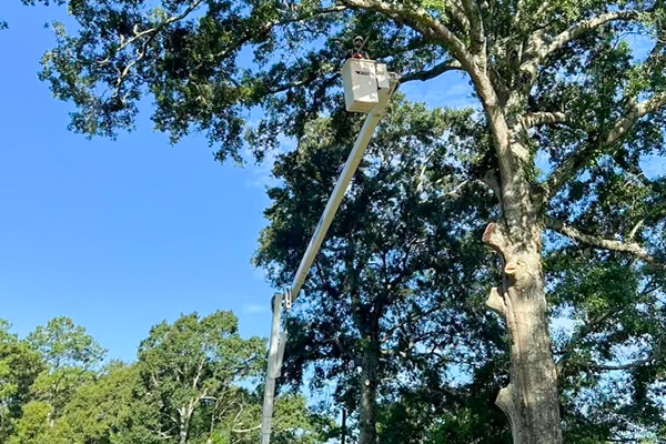 An image of a man in a bucket truck lift cutting limbs from an Oak tree