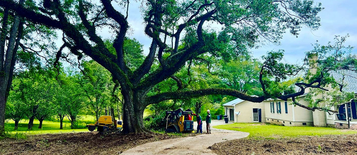 An image of a large Live Oak tree with workers removing limb-trimming debris