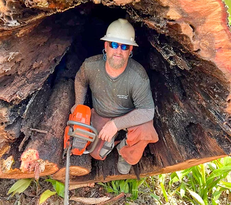 An image of a man inside the hollowed out portion of a very old Red Oak tree after felling the tree.