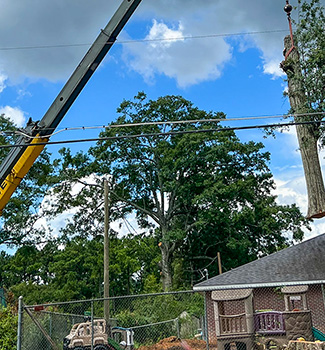 An image of a crane lifting a large section of a tree trunk from the backyard of a home.