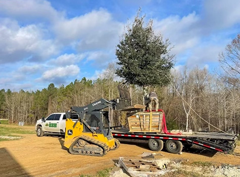 an image of a Live Oak tree on a trailer with a skid-steer ready to lift the tree off of the trailer as part of a tree planting operation