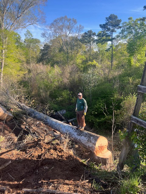 Man standing on a large oak tree that has been felled across a drainage gorge